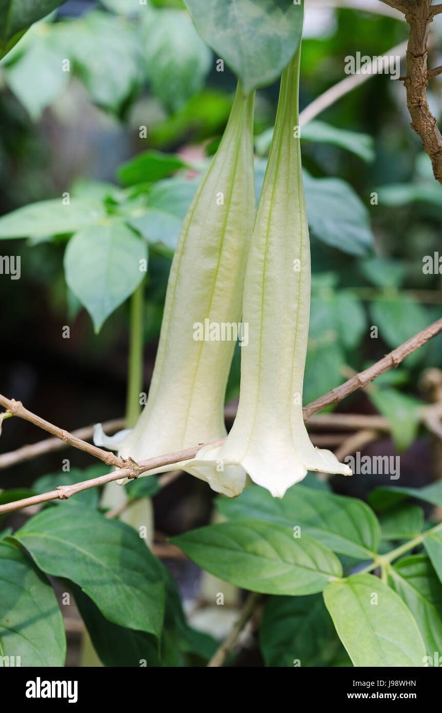 Cubanola domingensis a lovely flower like a trumpet from the family Cubanola Stock Photo