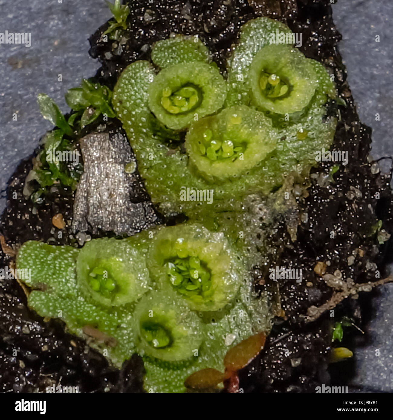 A fantastic closeup of a liverwort newly discovered in Stanley Park- Marchantia polymorpha.<br><br>The cup like structures that you see on the thalli  Stock Photo