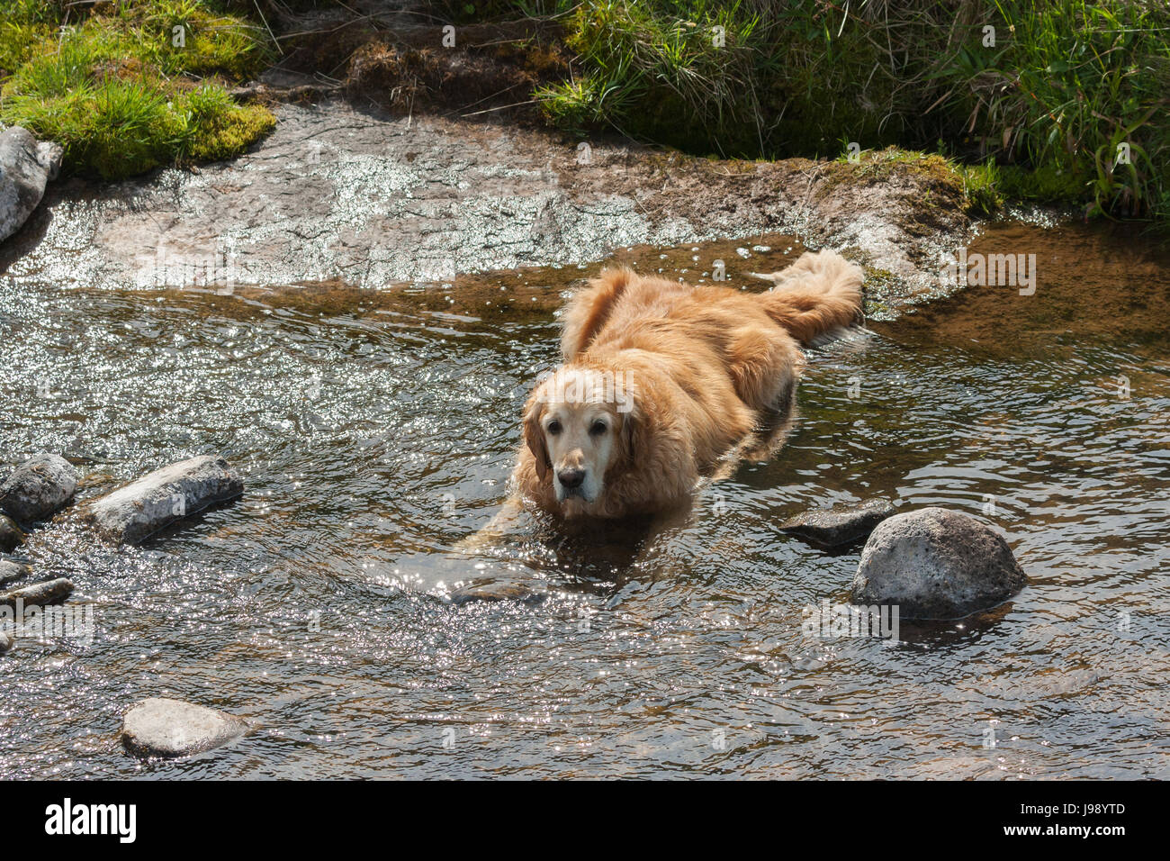 dog cooling off in river Stock Photo Alamy