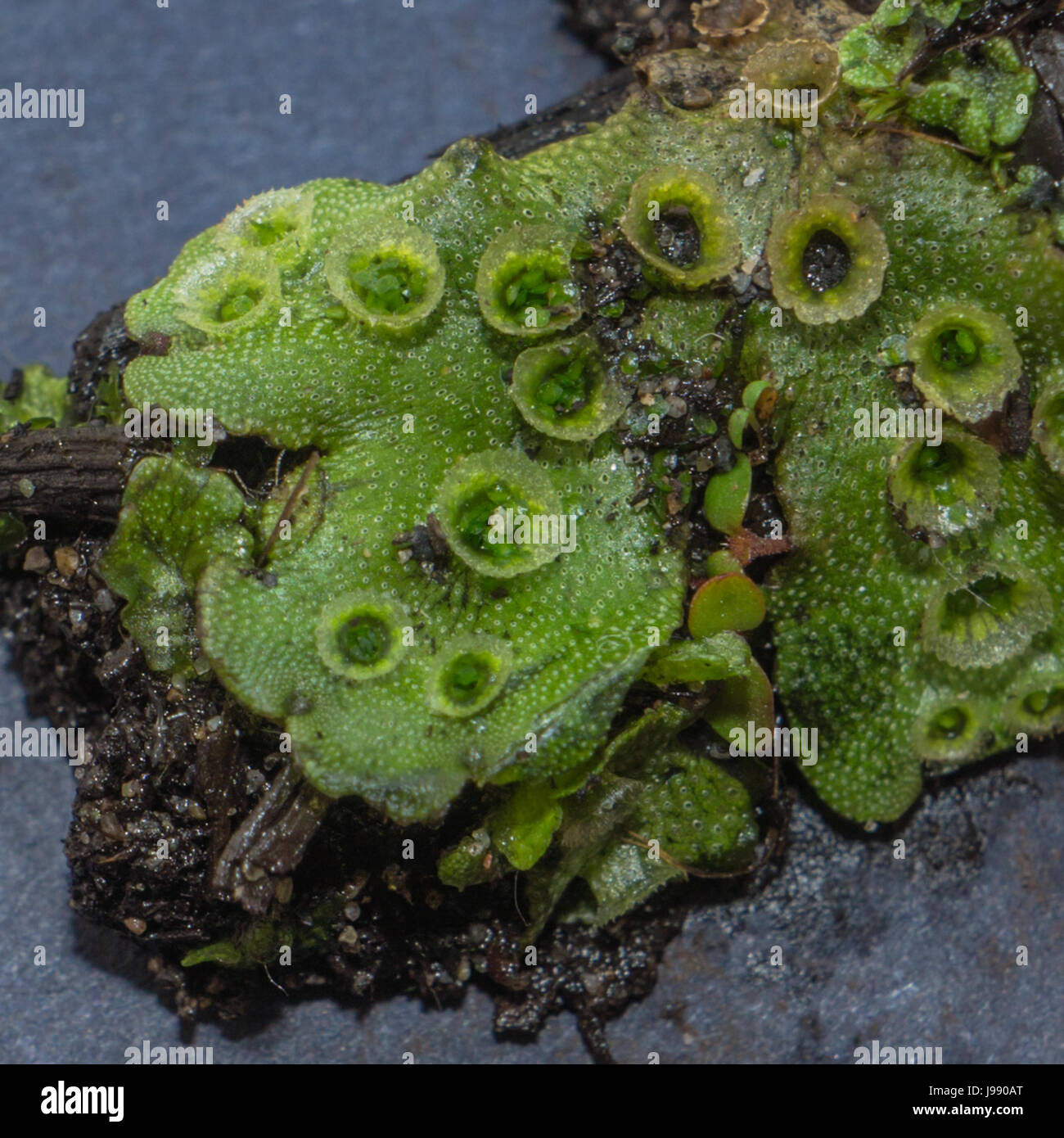 A new discovery of the umbrella liverwort Marchantia Polymorpha, near Lost Lagoon in Stanley Park.<br><br>The cup like structures that you see on the  Stock Photo