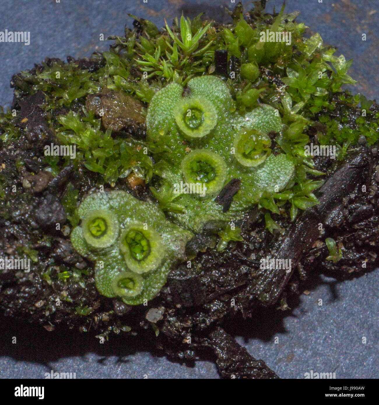 A new discovery of the umbrella liverwort Marchantia Polymorpha, with an associated moss, found near Lost Lagoon in Stanley Park.<br><br>The cup like  Stock Photo