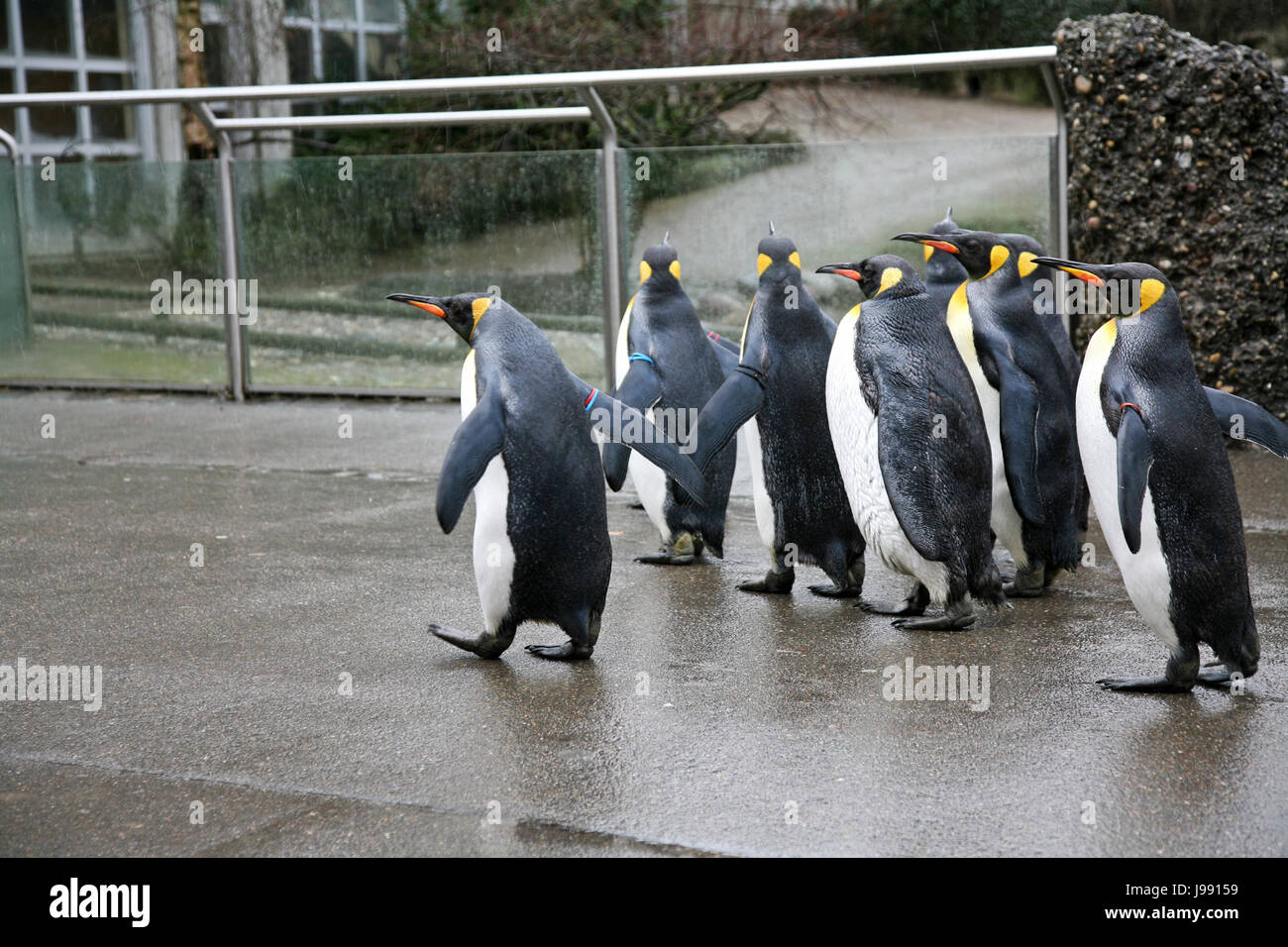 king penguins at the zoo Stock Photo