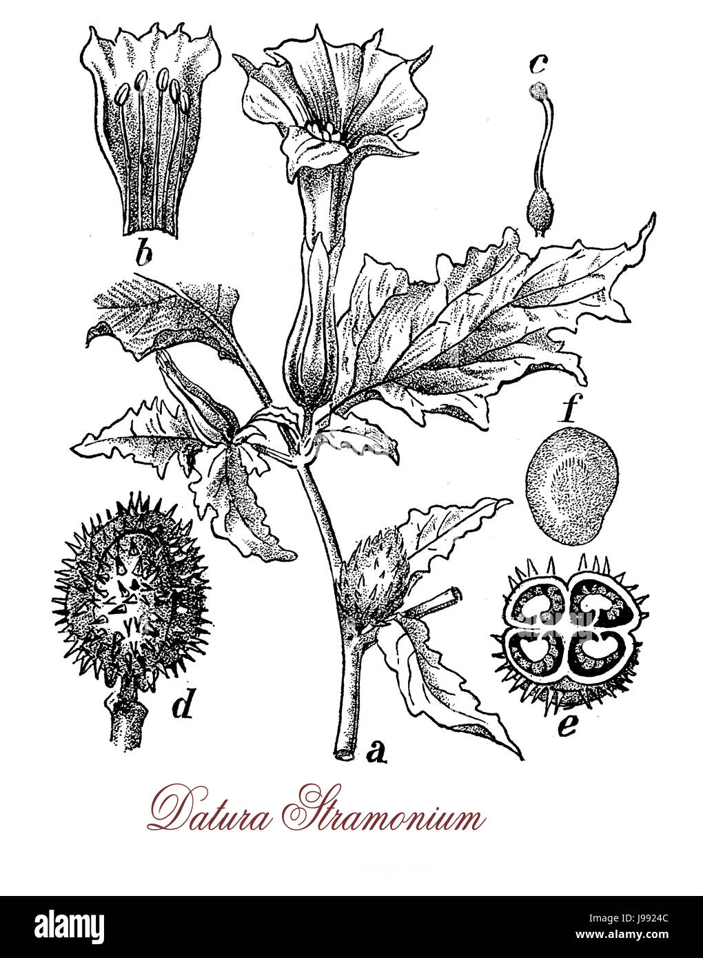 Vintage illustration of Datura stramonium with trumpet shaped flowers, used in traditional medicine to relieve asthma. It is also hallucinogenic and deliriant, toxic in quantity. Stock Photo