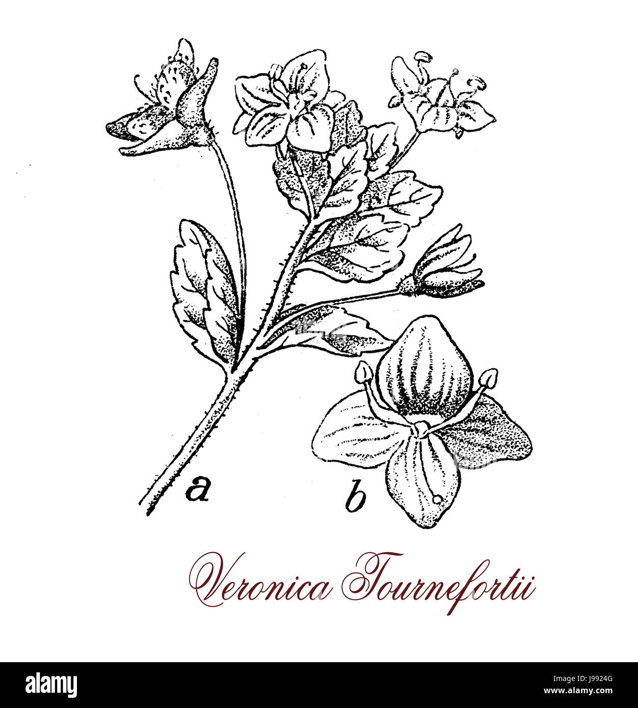 Veronica persica, flowering plant with small sky-blue flowers with dark stripes and white centers and heart-shaped fruits,vintage engraving. Stock Photo