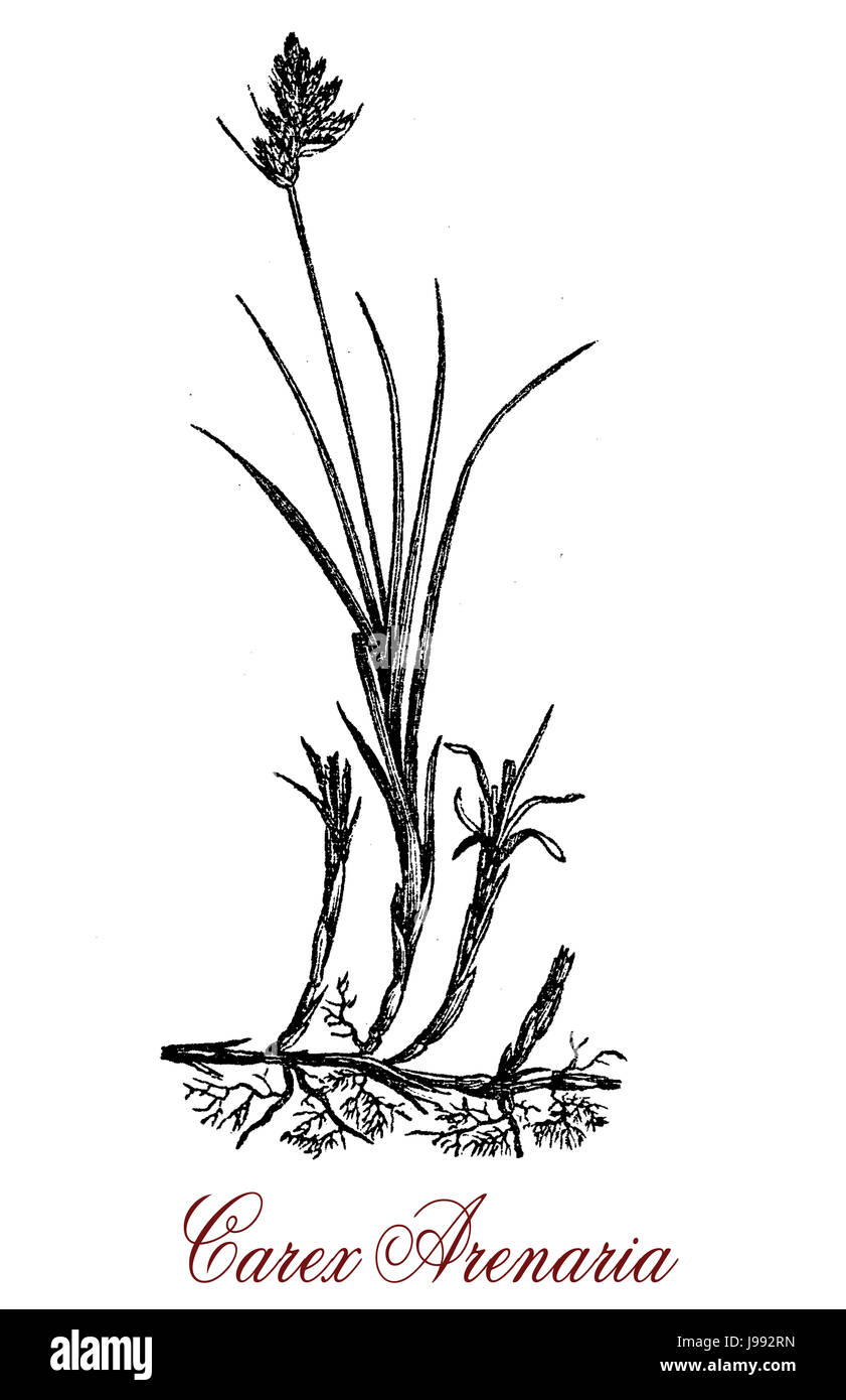 Carex arenaria, vintage engraving.Used in natural landscaping, oft in damp and wet conditions Stock Photo