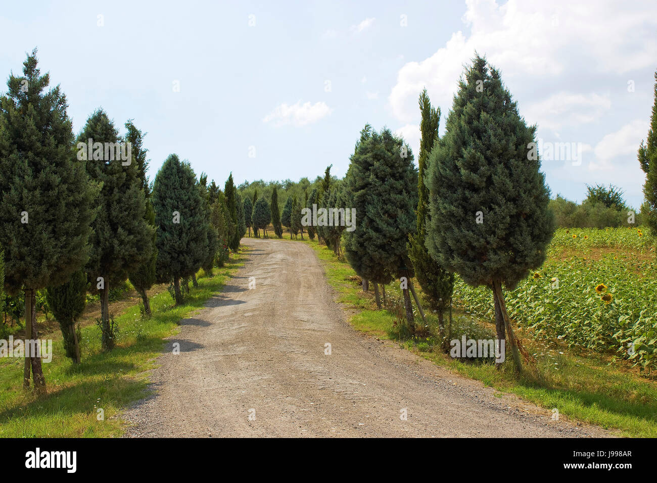 environment, enviroment, tree, hill, stone, ground, soil, earth, humus ...