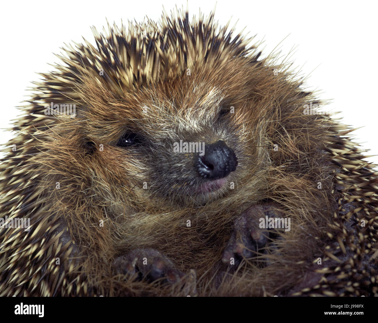 rolled-up hedgehog portrait Stock Photo