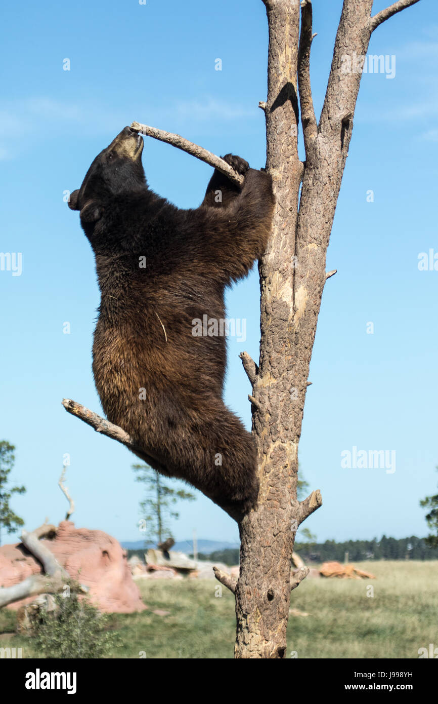 Grizzly bear in a tree in South Dakota Stock Photo Alamy