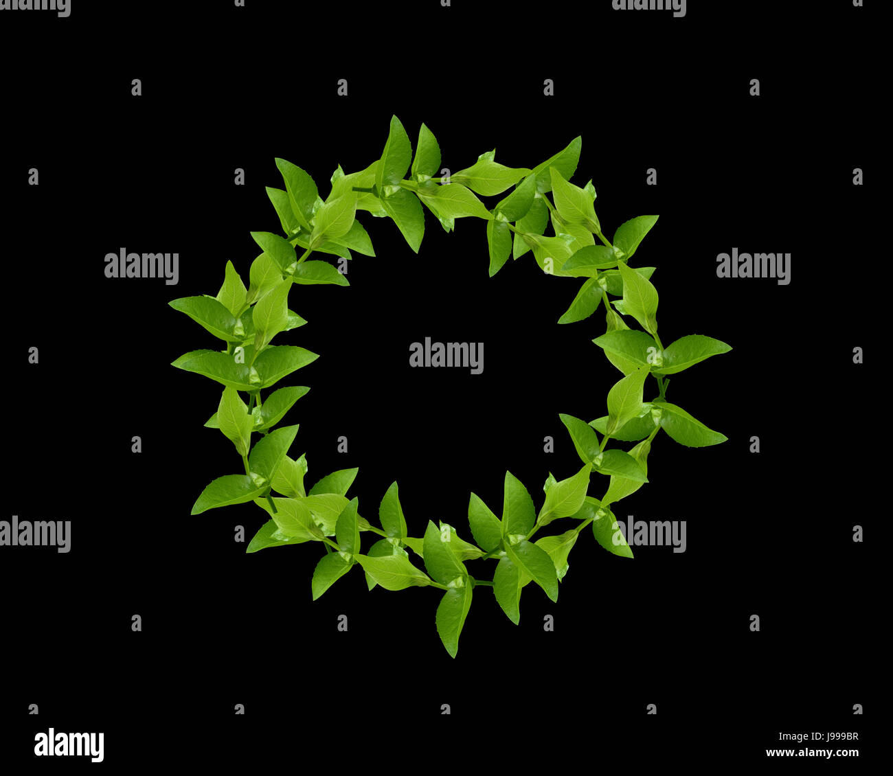 leaf, isolated, green, bloom, blossom, flourish, flourishing, greece