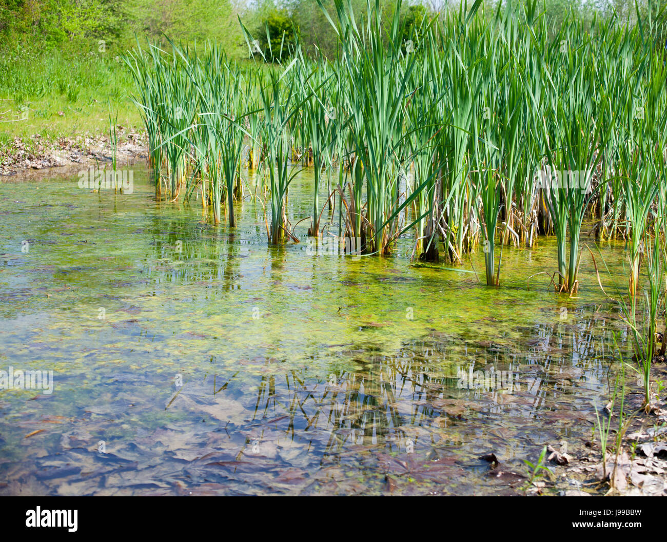 Pond Reeds Images botany, fresh water, pond, water, vegetation, reeds, agricultural, tree ...