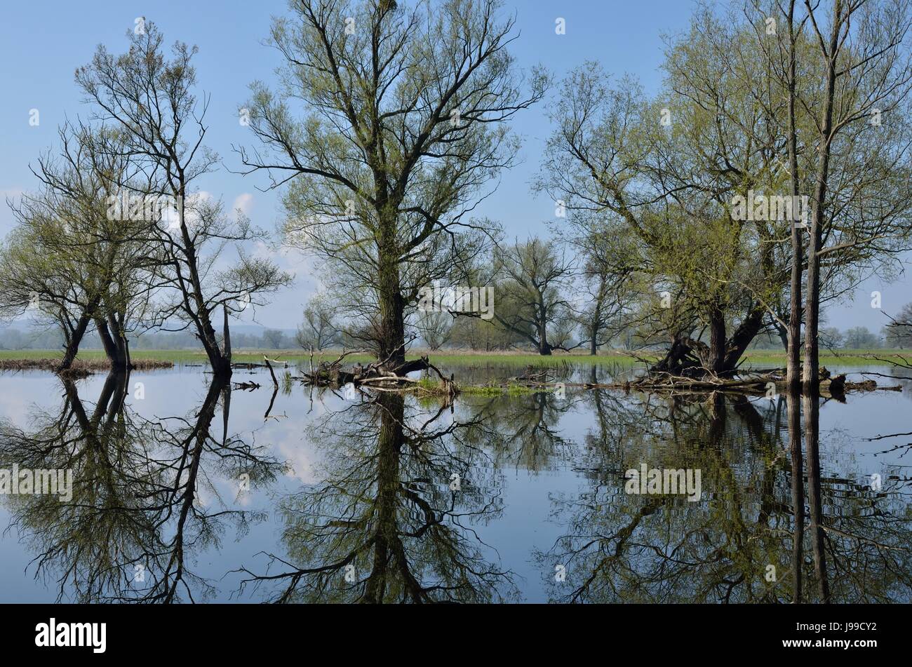 tree, trees, conservation of nature, mirroring, flooded, germany, german Stock Photo