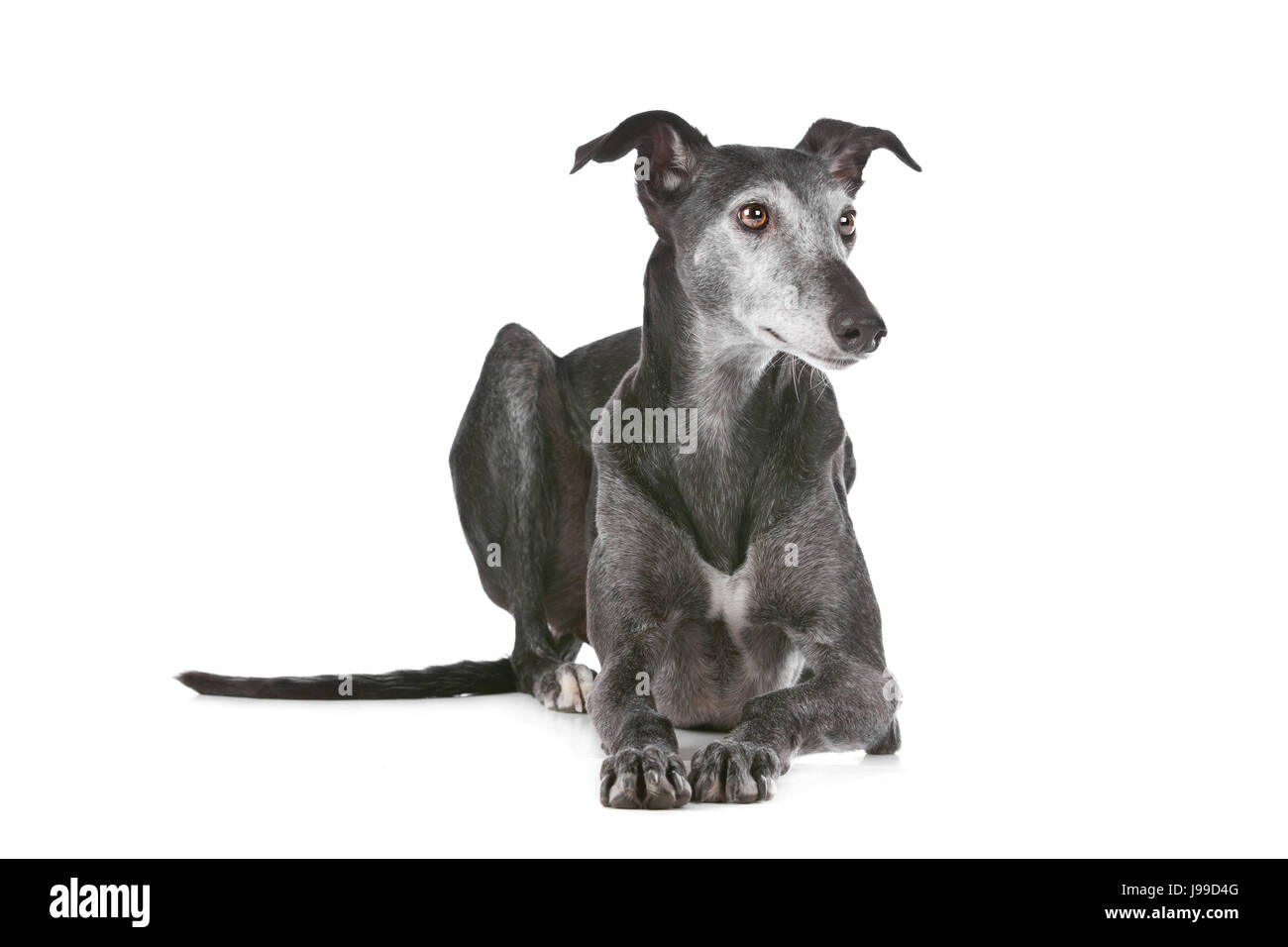 pet, isolated, animal, pet, mammal, dog, studio, one, greyhound, nobody, homey, Stock Photo
