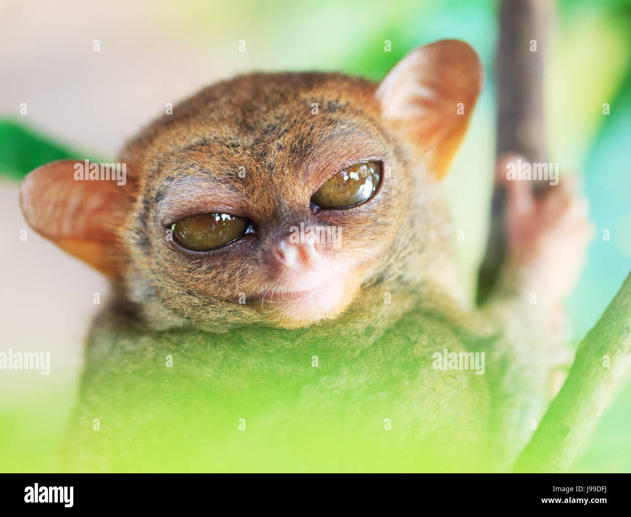 Big eyed monkey hi-res stock photography and images - Alamy