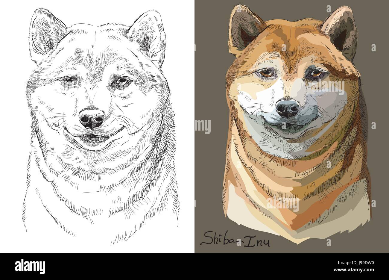 Colored on brown background and black and white Shiba Inu vector portrait Stock Vector