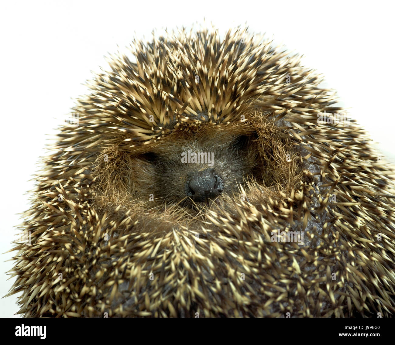 macro, close-up, macro admission, close up view, portrait, hedgehog, charm, Stock Photo