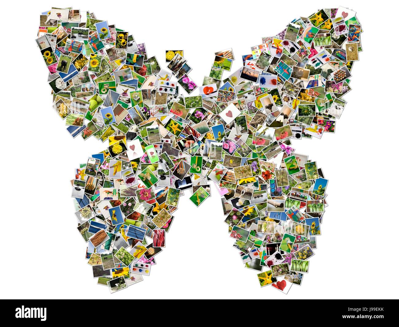 insect, butterfly, collage, card, photos, postcards, montage, assemblage, Stock Photo