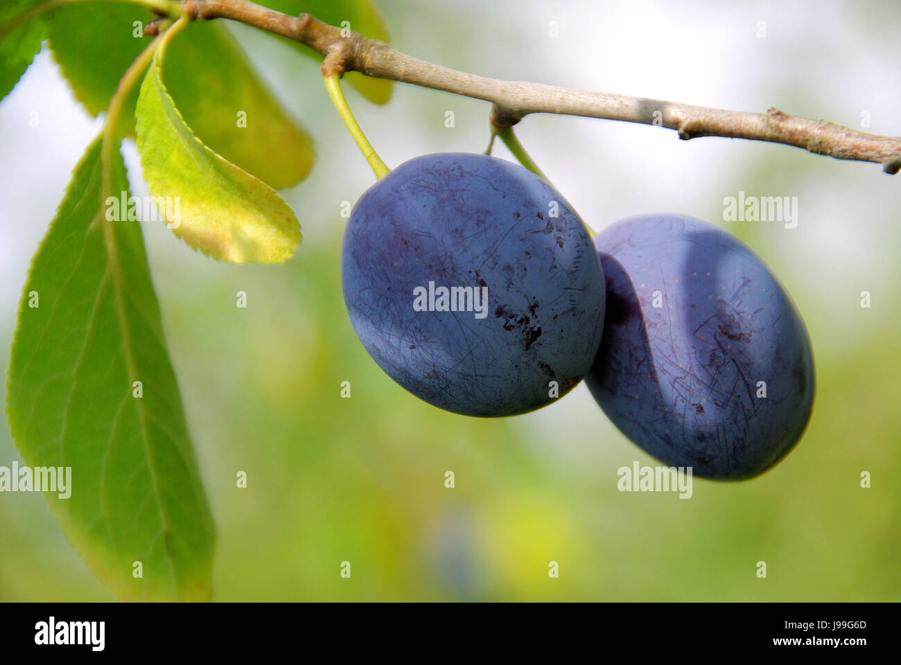fruit, cultivation, fruittree, harvest time, plum, harvest, fall