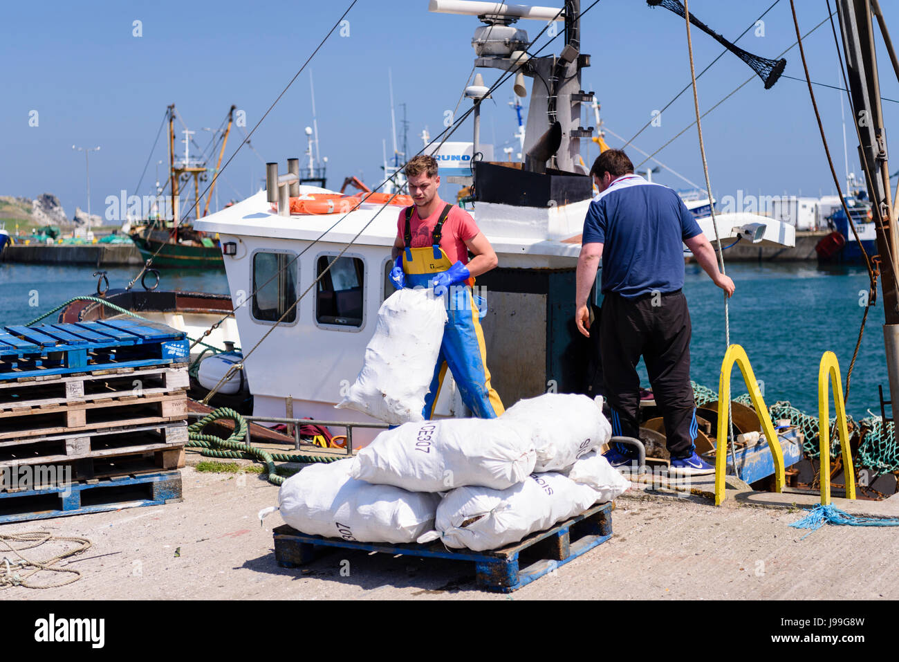 A fisherman offloads bags of lobsters at Howth Harbour, Dublin, Ireland. Stock Photo