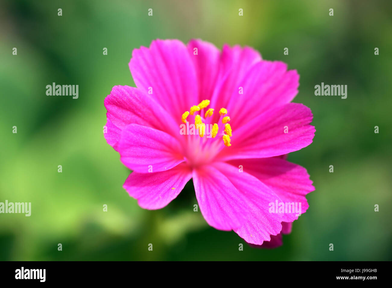 bloom, blossom, flourish, flourishing, red violet, macro, close-up, macro Stock Photo