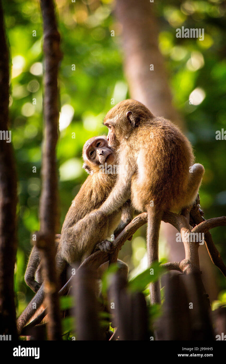 two monkeys in a tree near Railay Beach, Southern Thailand Stock Photo