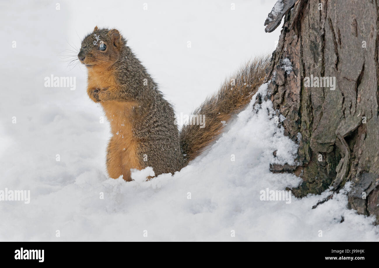 Fox Squirrel in snow after a big snow storm.                   Eastern USA  Mi. Stock Photo