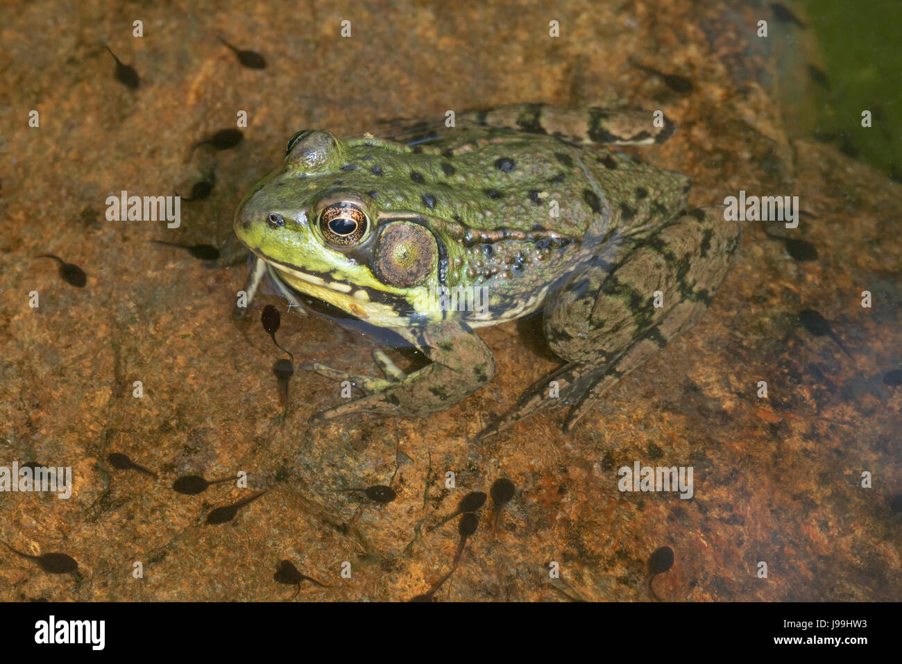 Green Frog (Lithobates clamitans) resting on rock in pond, with toad tadpoles, E USA Stock Photo