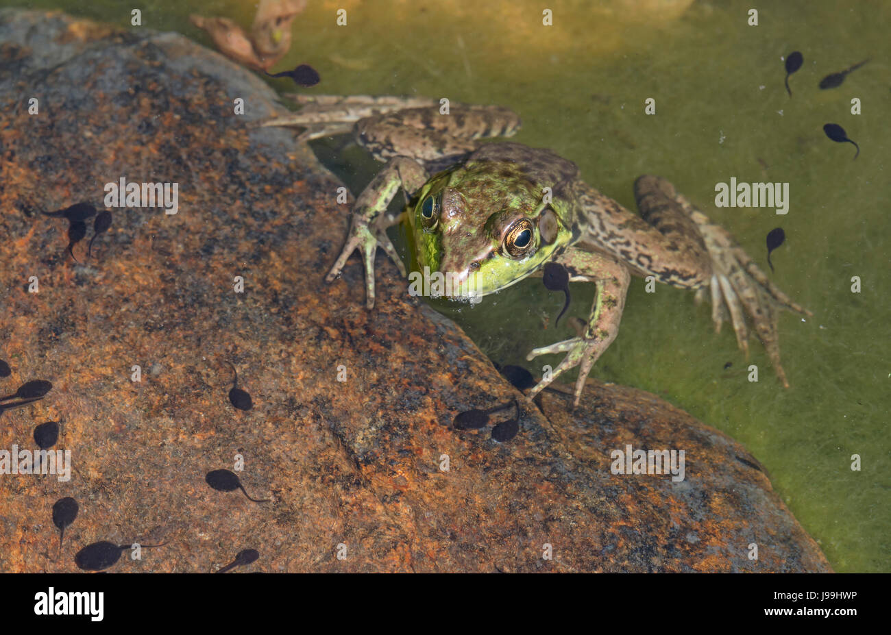 Green Frog (Lithobates clamitans) resting on rock in pond, with toad tadpoles, E USA Stock Photo