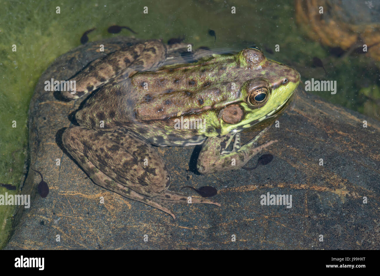Green Frog (Lithobates clamitans) resting on rock in pond, E USA Stock Photo