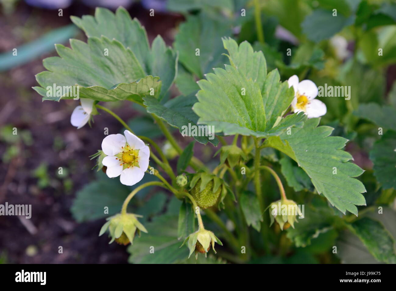 Bush blooming strawberries in the garden Stock Photo - Alamy