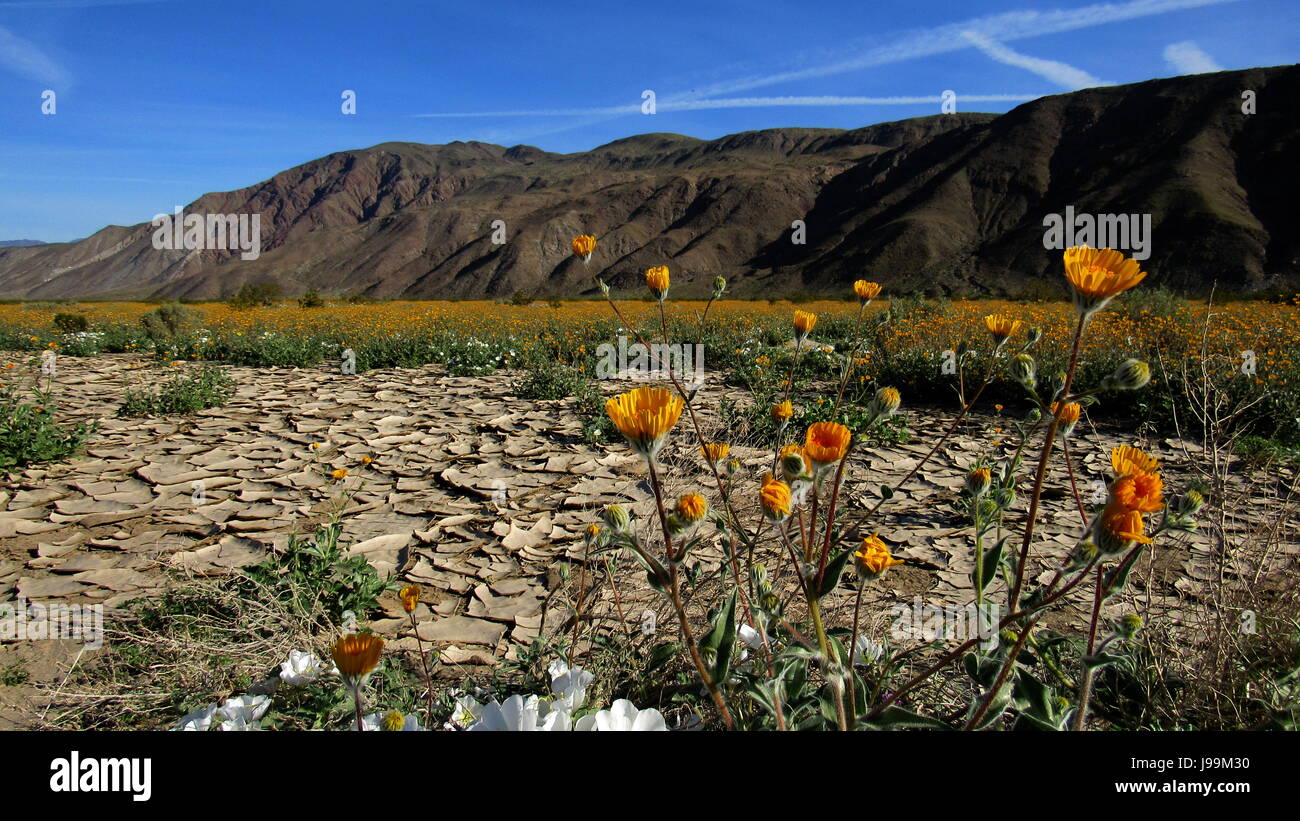 wildflower fields AnzaBorrego Stock Photo Alamy