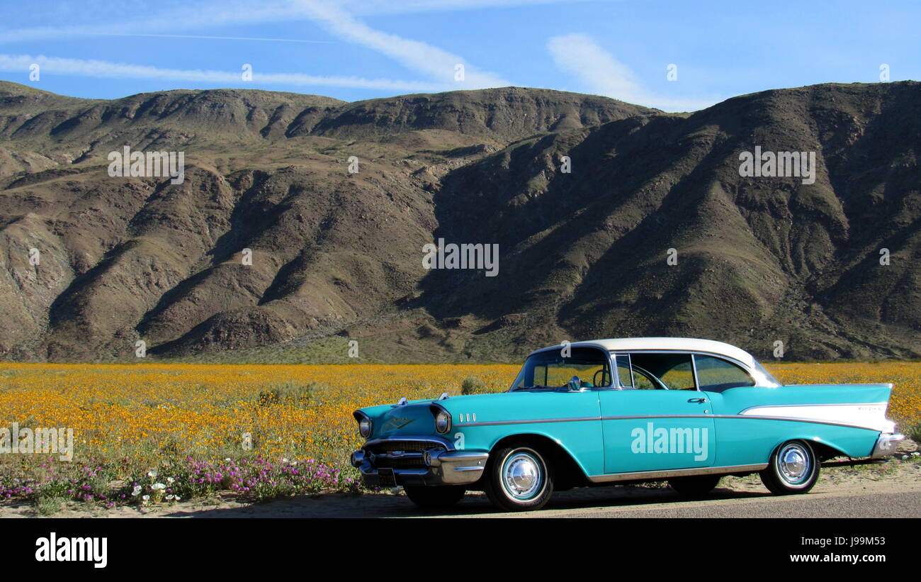 Turquoise/White 1957 Chevy Bel Air 2-Door Hardtop Classic car Standing in a sea of wildflowers - Superbloom Anza-Borrego Desert State Park Stock Photo