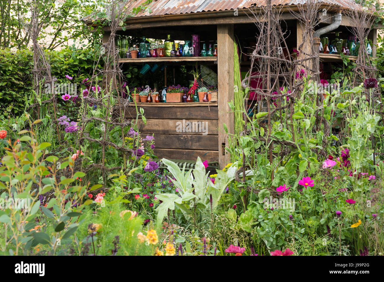 Colourful flowers including Allium ‘Purple Sensation, Digitalis ‘Sutton’s Apricot’, Cosmos bipinnatus and Dahlia ‘Hillcrest Royal’ around a shed decor Stock Photo