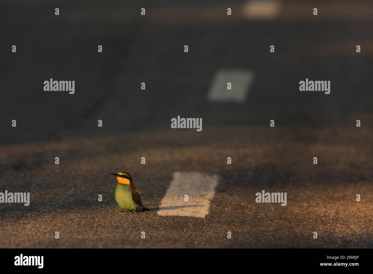 The European bee-eater (Merops apiaster) on a road near the lines  at dusk Stock Photo