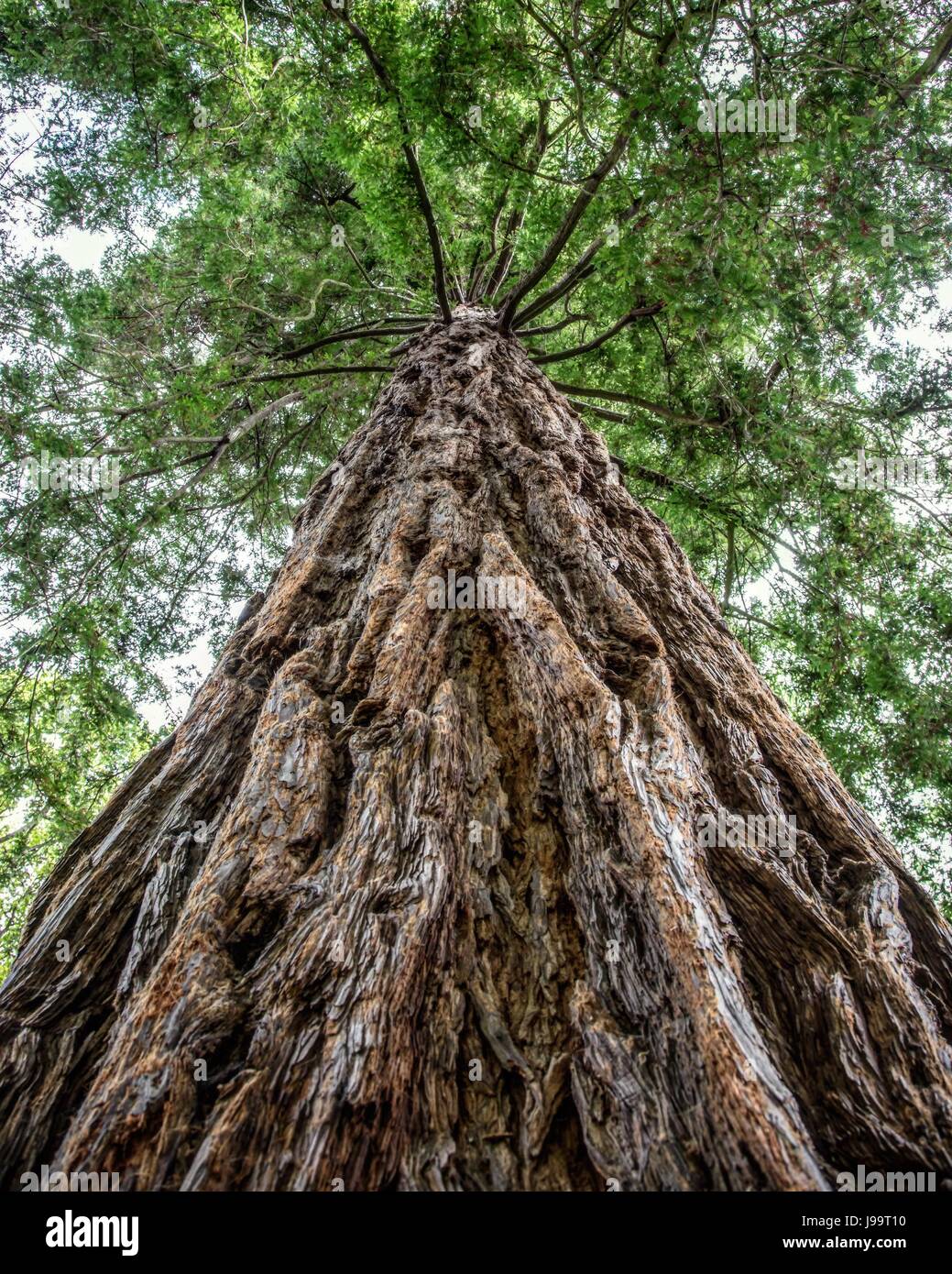 Giant Redwood Stock Photo