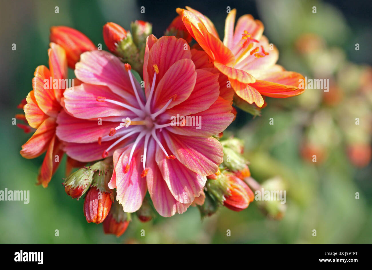 bloom, blossom, flourish, flourishing, red violet, orange, macro, close-up, Stock Photo