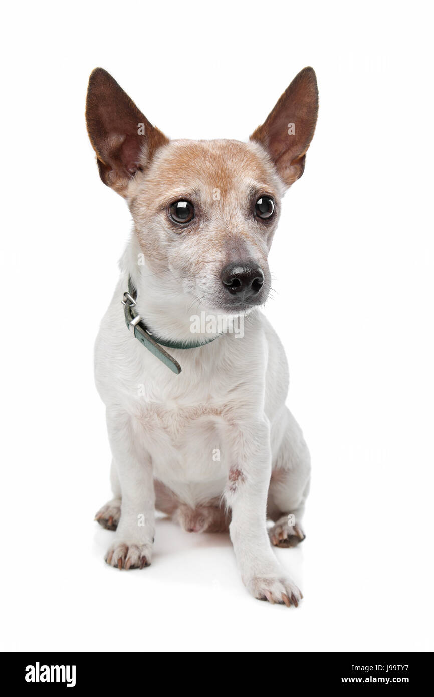 pets, animal, pet, brown, brownish, brunette, dog, jack, clicking, terrier, Stock Photo