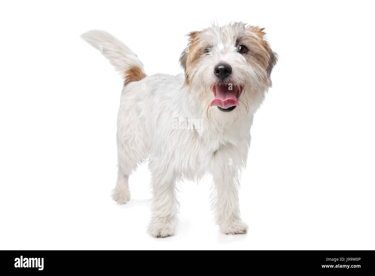 pets, animal, pet, brown, brownish, brunette, dog, jack, clicking, terrier, Stock Photo