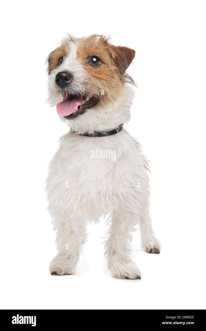 pets, animal, pet, brown, brownish, brunette, dog, jack, clicking, terrier, Stock Photo