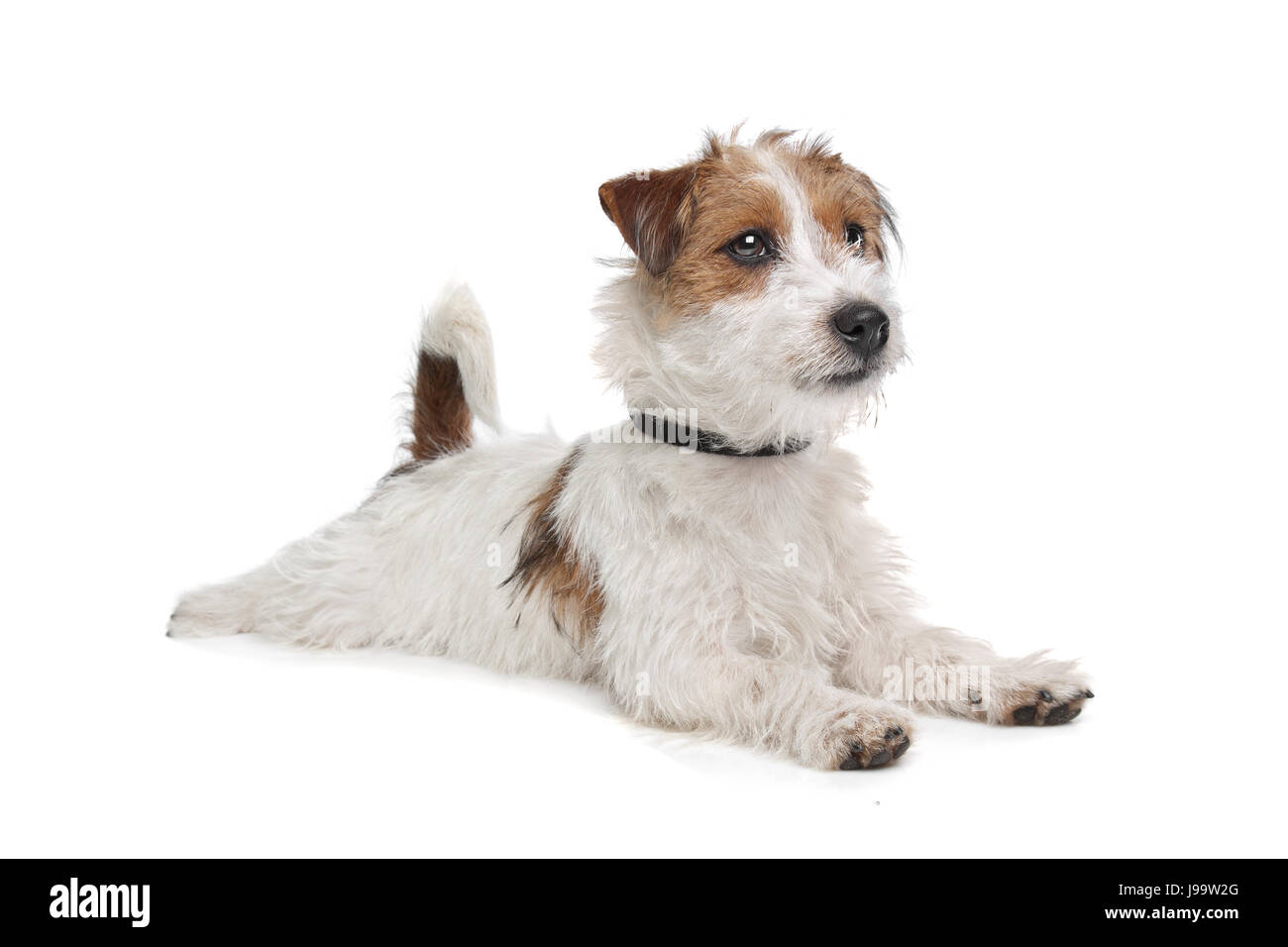 pets, animal, pet, brown, brownish, brunette, dog, jack, clicking, terrier, Stock Photo