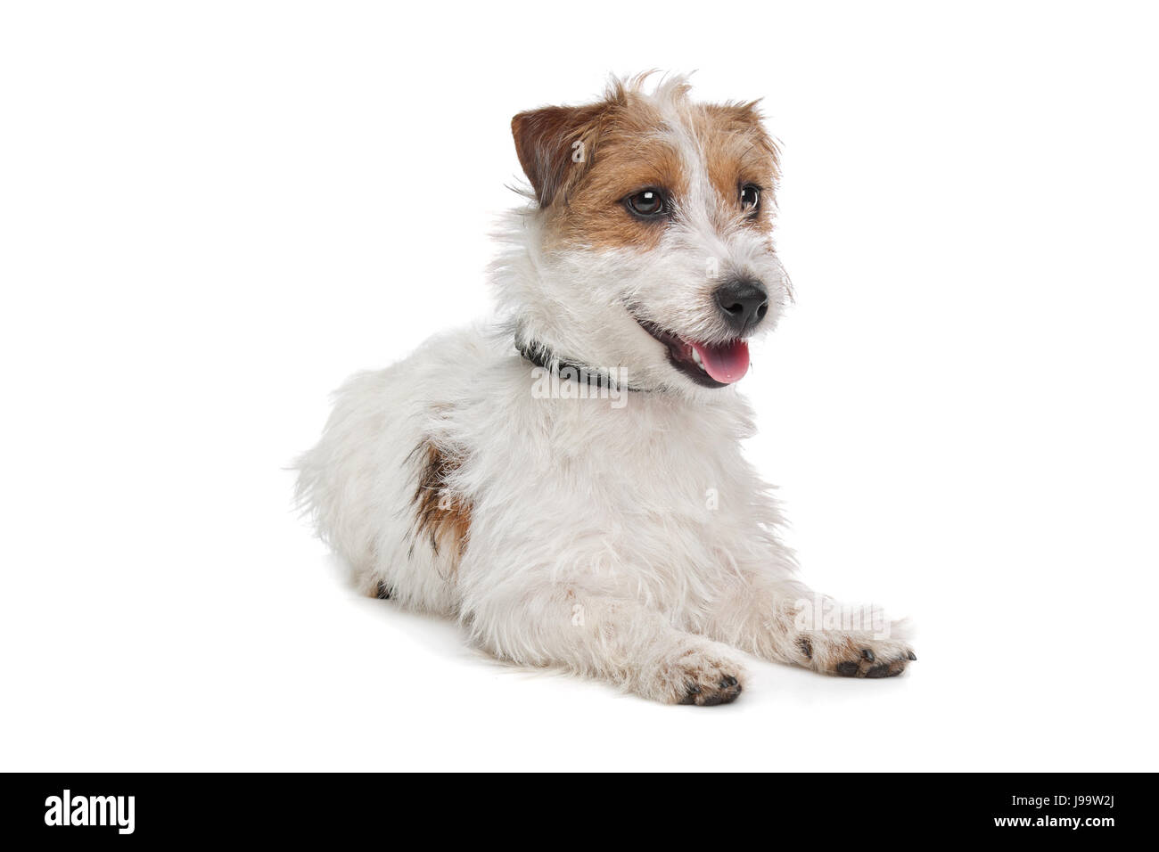 pets, animal, pet, brown, brownish, brunette, dog, jack, clicking, terrier, Stock Photo