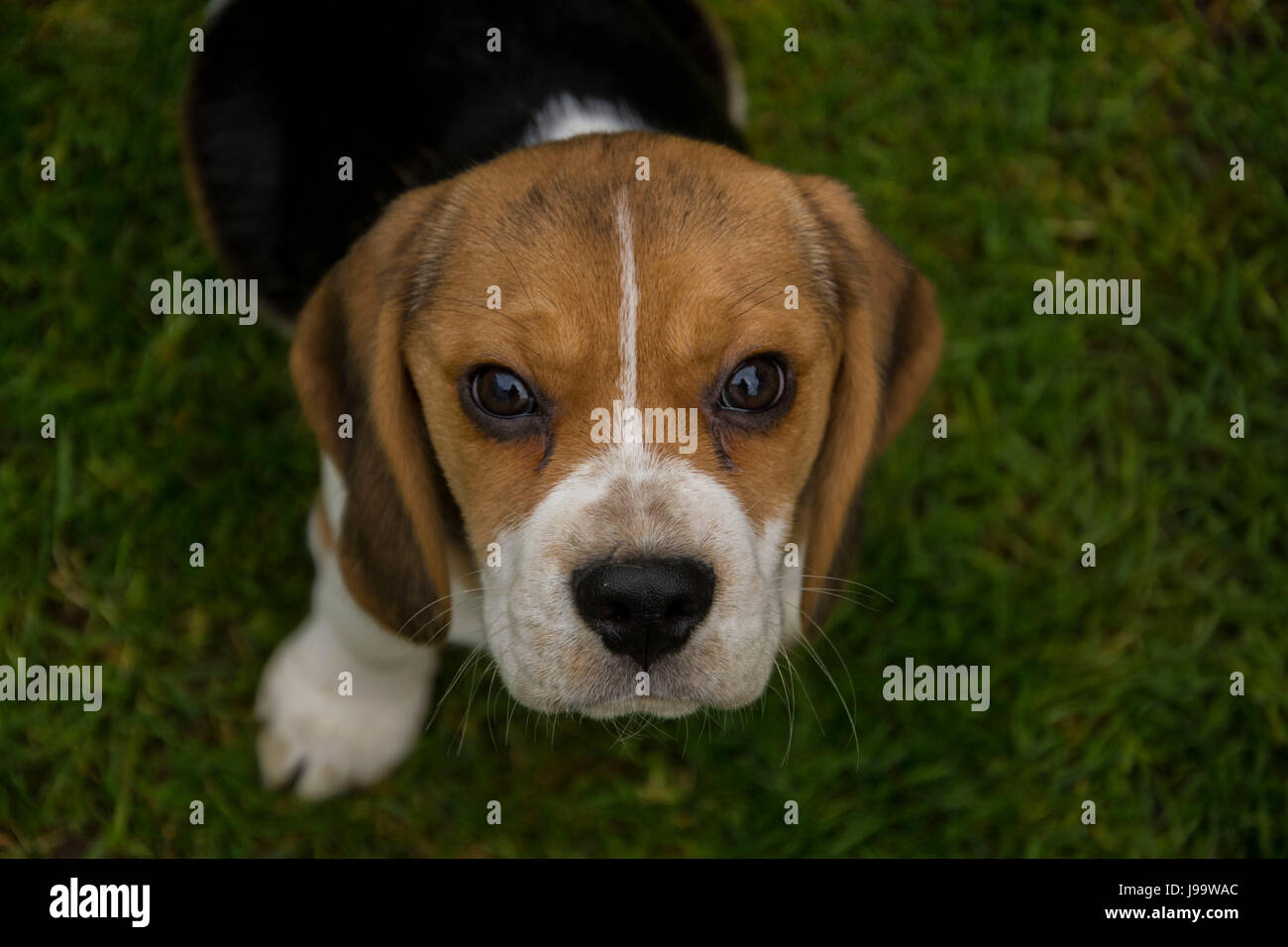 Beagle puppy in a grass field Stock Photo