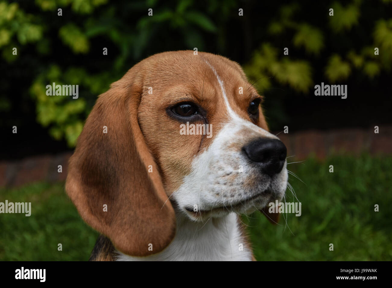 Beagle puppy in a grass field Stock Photo