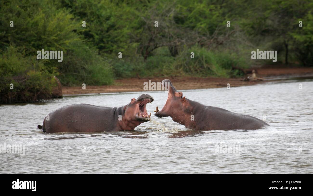 flusspferd, nilpferd, hippopotamus amphibius, krger park, sdafrika, flusspferd, Stock Photo