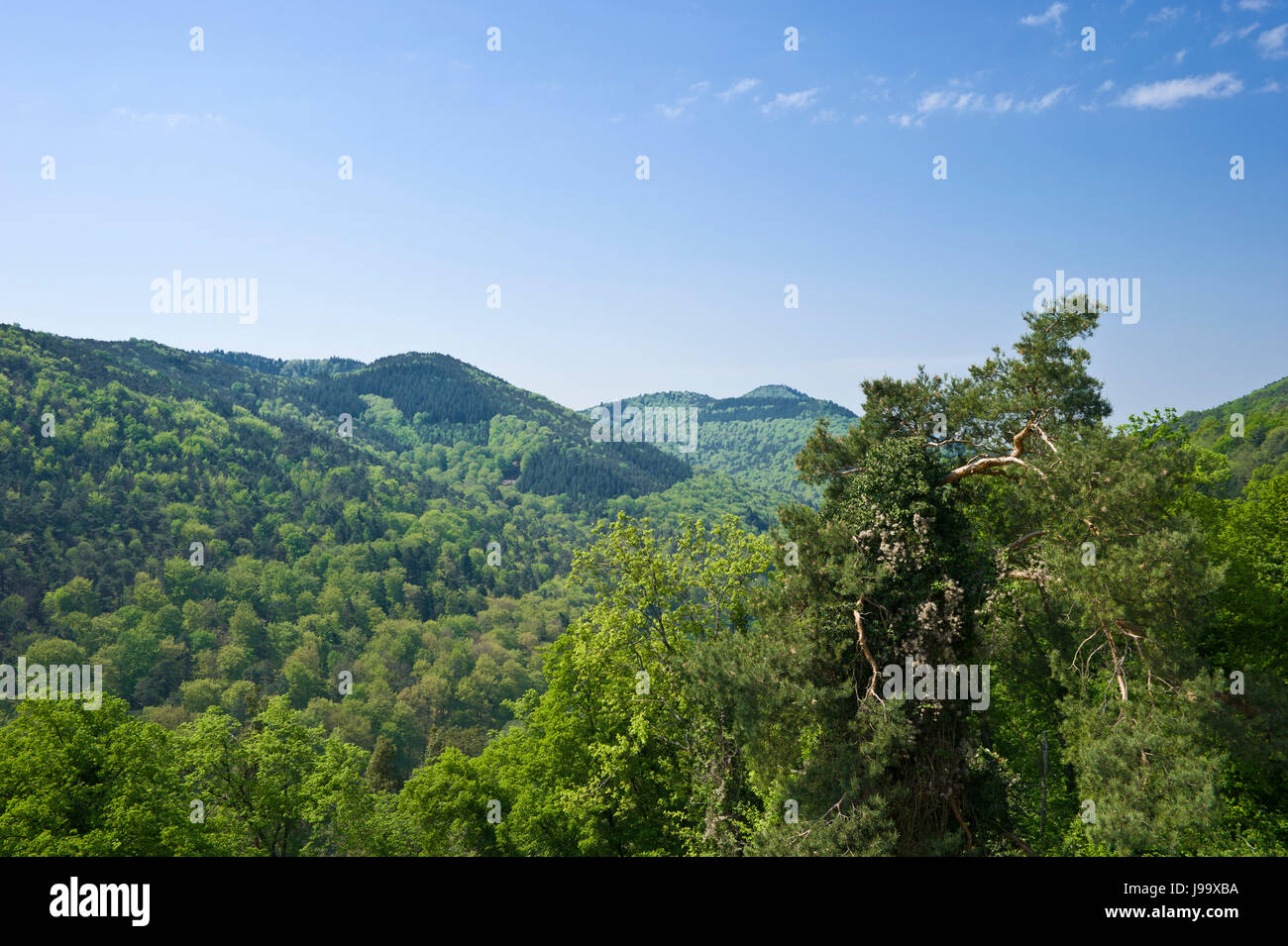 europe, woods, forested, german, natural preserve, pfalz, southerly, germany, Stock Photo