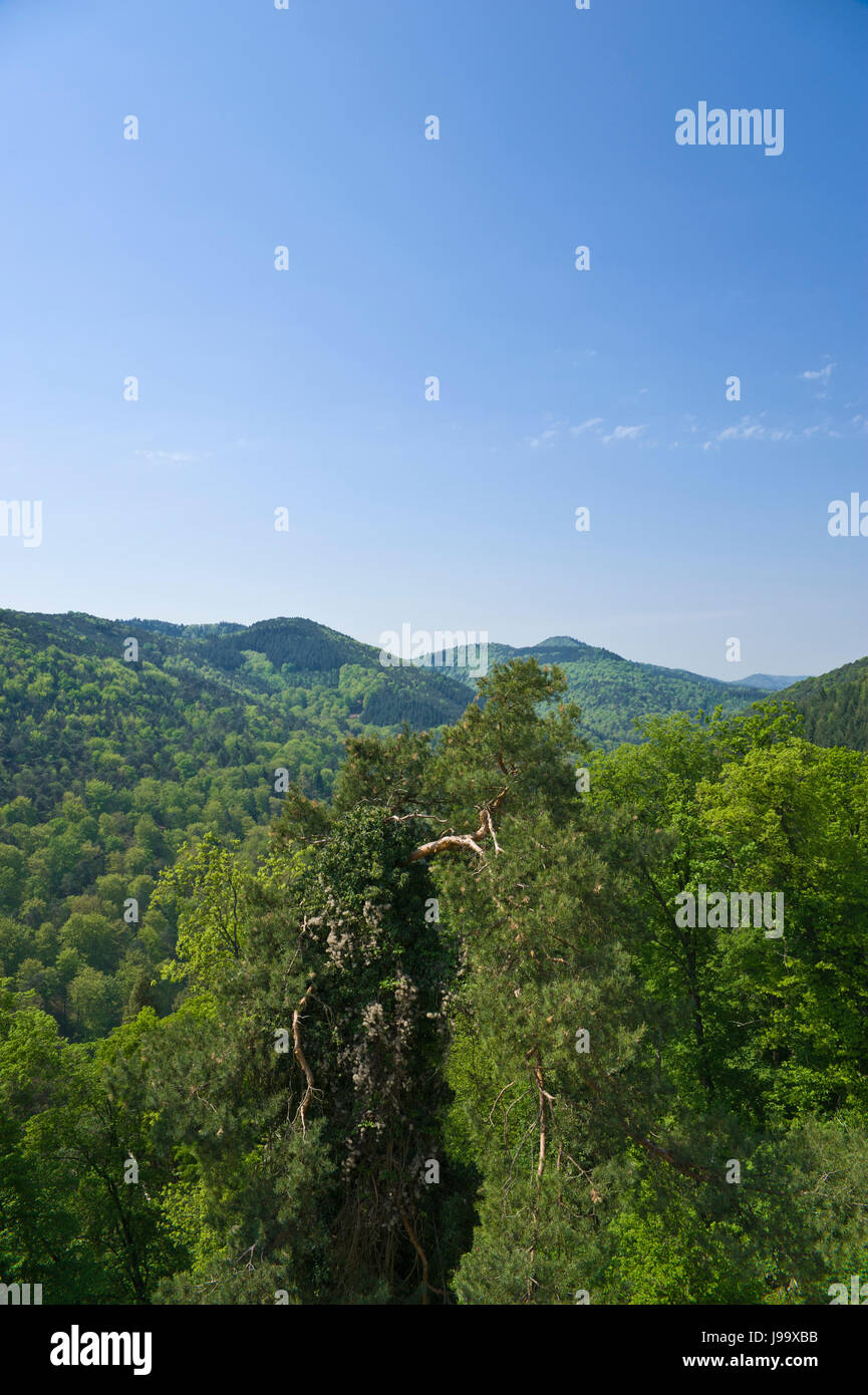 europe, woods, forested, german, natural preserve, pfalz, southerly, germany, Stock Photo