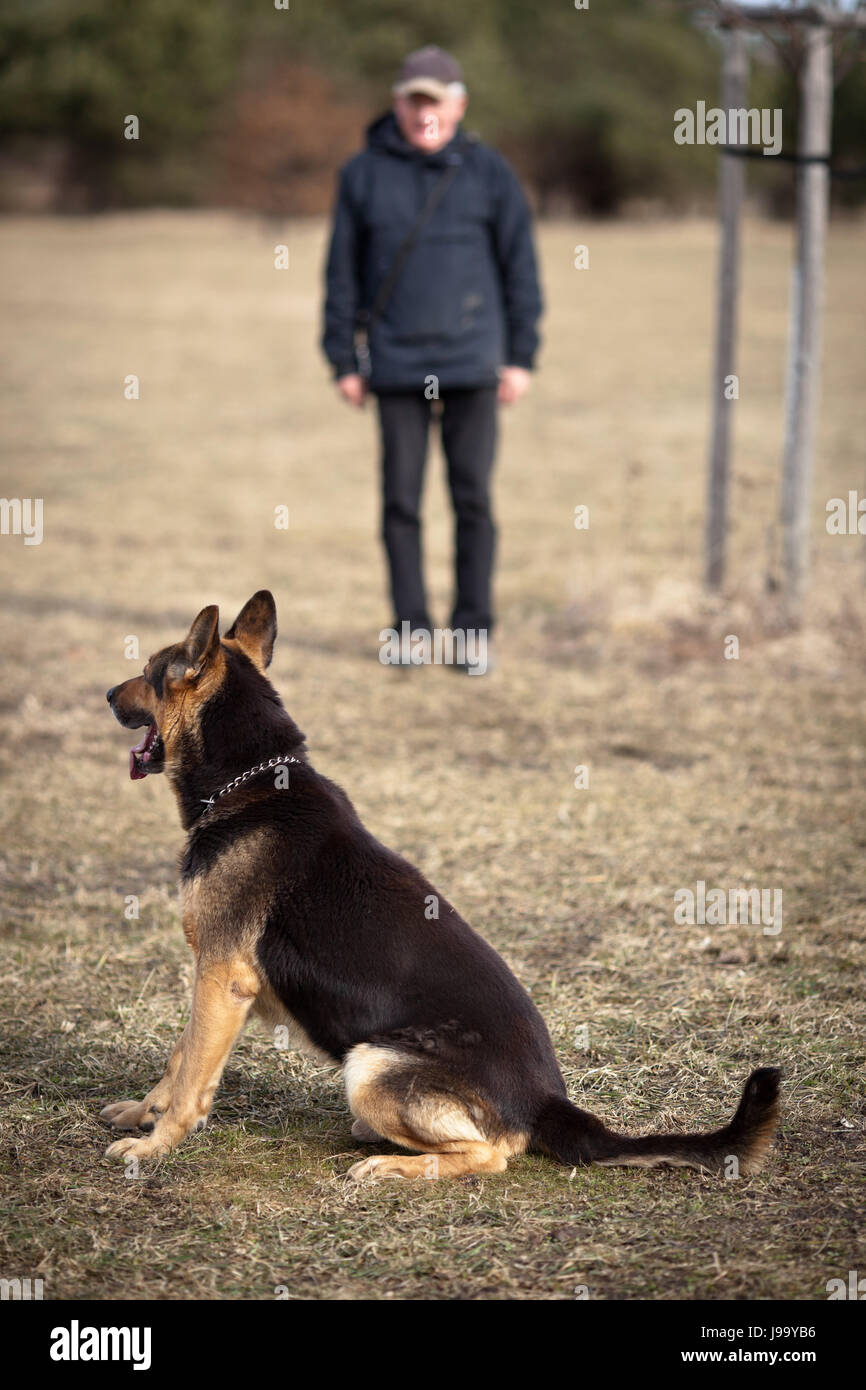 dog, authority, obedient, companion, maddening, pert, coquettish, cute ...