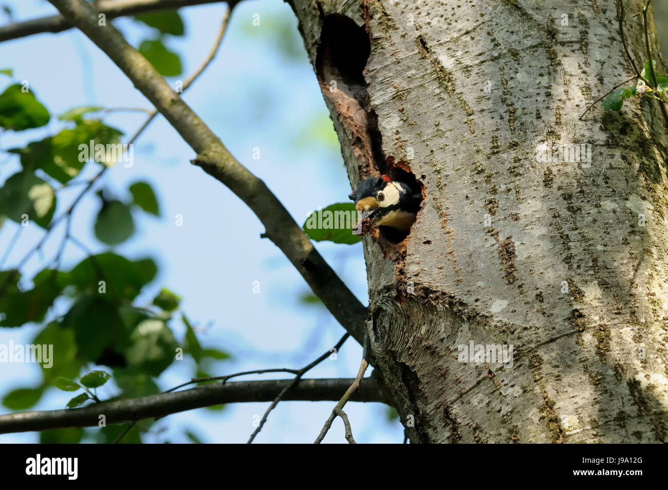 animal, bird, birds, woodpecker, fodder, tree, animal, bird, insects ...