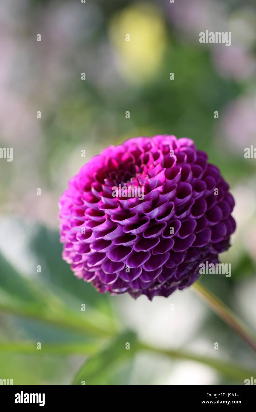 flower, plant, bloom, blossom, flourish, flourishing, violet, dahlia, orange, Stock Photo