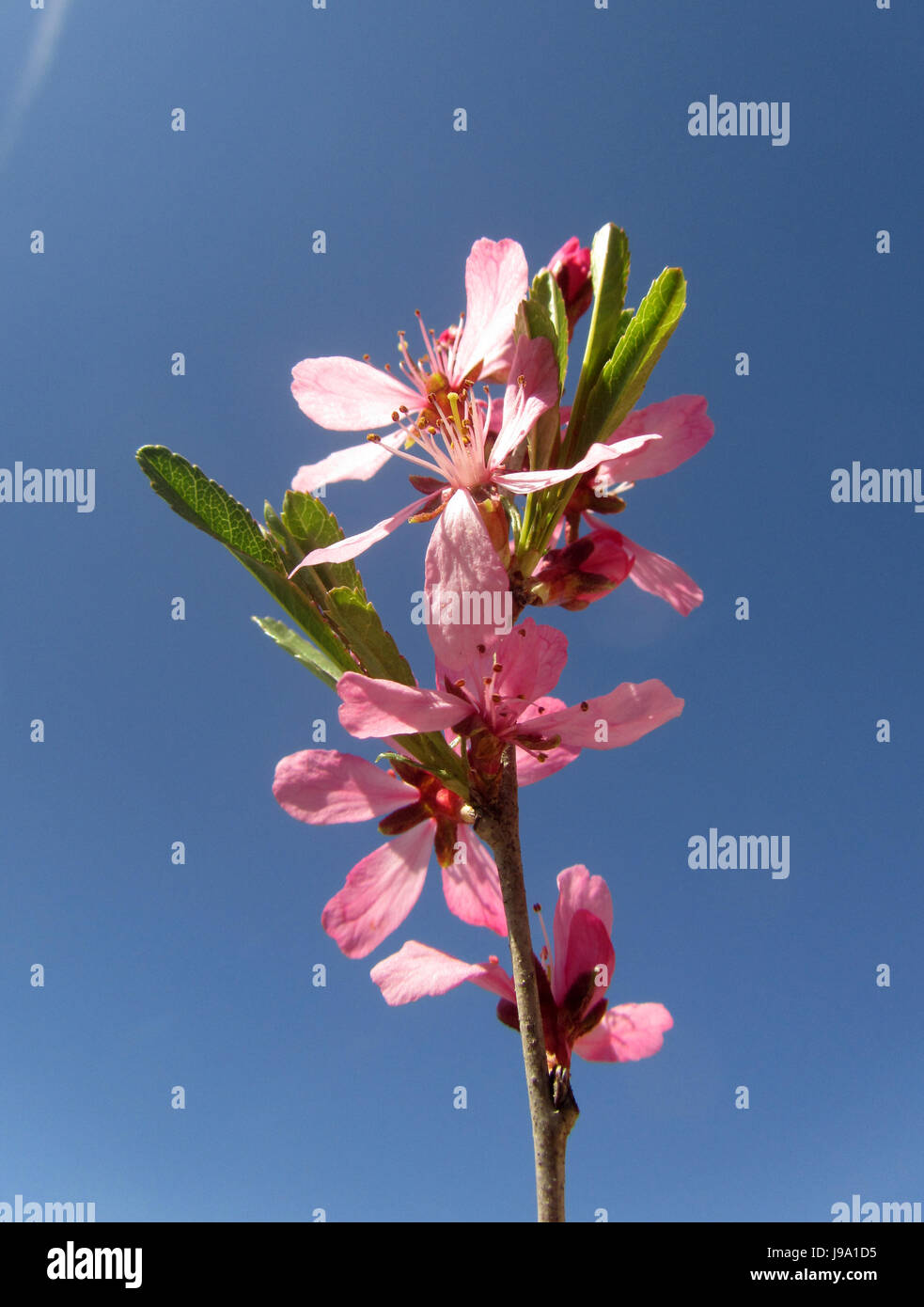 bloom, blossom, flourish, flourishing, shrub, daphne, flavour, plant, pink, Stock Photo