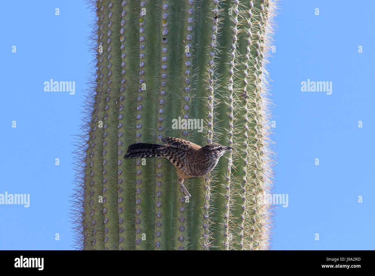Cactus wren (Campylorhynchus brunneicapillus) on saguaro cactus (Carnegiea gigantean) Stock Photo